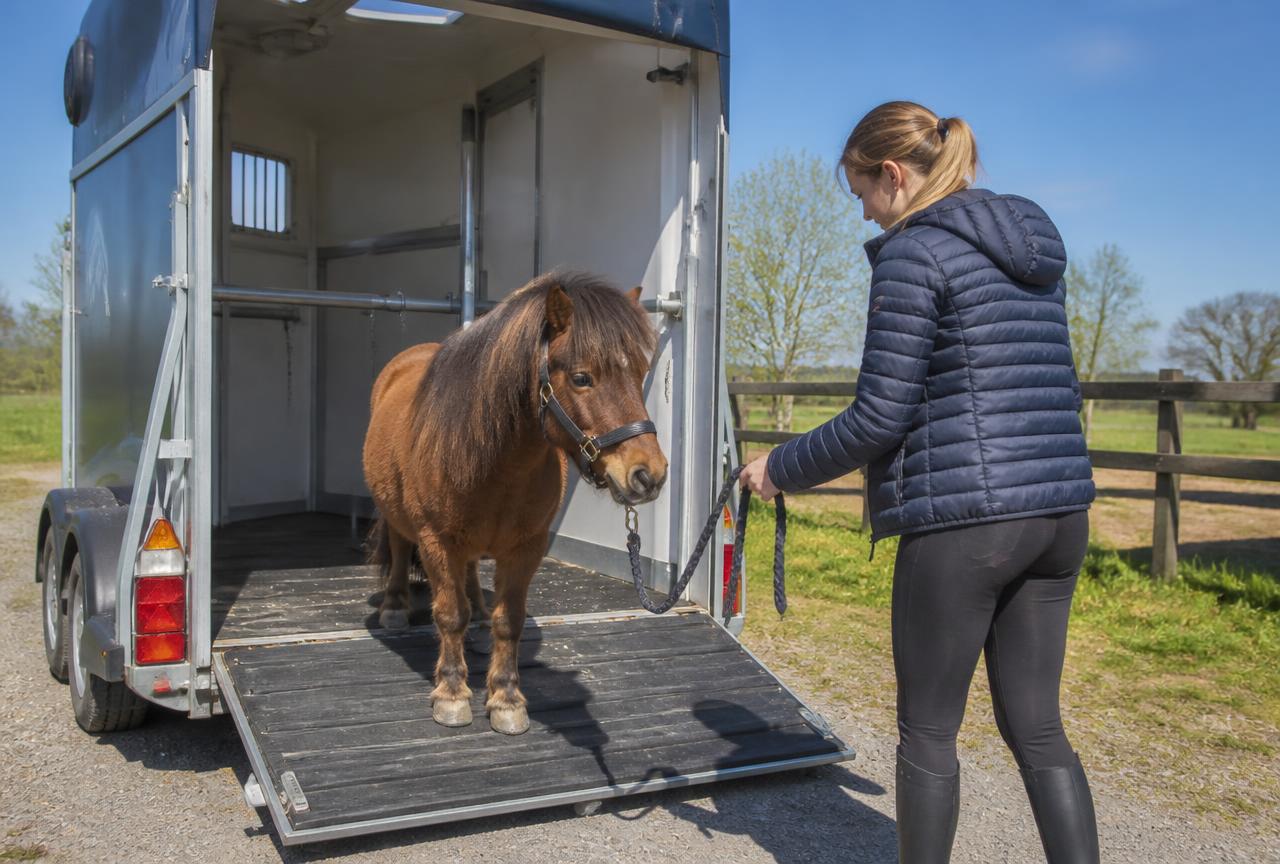 Poney embarqué avec précaution dans un van de transport équin